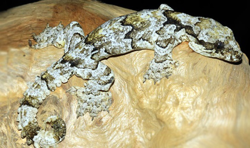 Hoa văn trên cơ thể thạch sùng đuôi thùy ba vạch gồm từng dải đen, nâu, trắng mốc vòng quanh cơ thể. Khi bị đứt đuôi tái sinh lại, mảng da dài kéo đến tận chót đuôi của loài này nhìn rất gớm ghiếc.