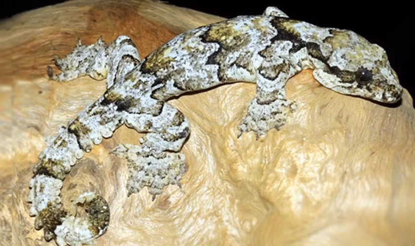 Hoa văn trên cơ thể thạch sùng đuôi thùy ba vạch gồm từng dải đen, nâu, trắng mốc vòng quanh cơ thể. Khi bị đứt đuôi tái sinh lại, mảng da dài kéo đến tận chót đuôi của loài này nhìn rất gớm ghiếc.