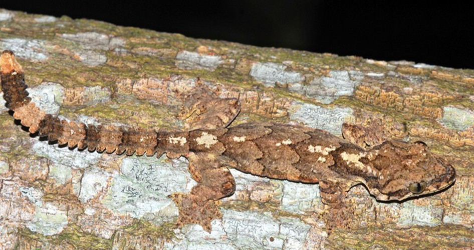 Thạch sùng đuôi thùy (Ptychozoon lionatum) có họ hàng với thạch sung đuôi thùy ba vạch được phát hiện ở Đồng Nai và đảo Phú Quốc. Loài này có kích thước nhỏ và các riềm đuôi hơi hướng về phía sau, không có các nốt sần lớn trên lưng, và ngón chân trước tách hẳn khỏi lớp da. Thân mảnh hơn và ít hoa văn hơn.