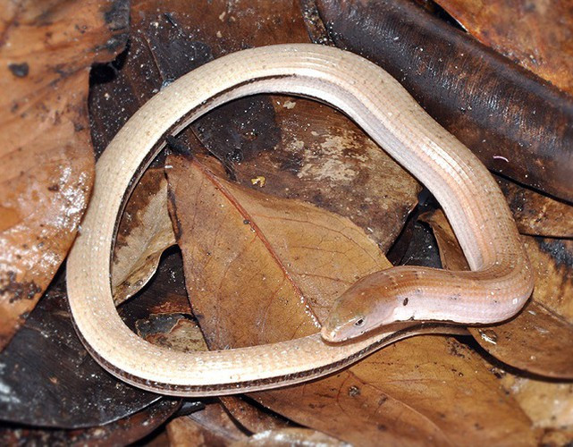 Thằn lằn rắn Sôlốpky (Ophisaurus sokolovi) có màu nâu nhạt và những hang vảy dọc khá đồng đều xếp dọc theo thân. Dù loài này không có chân nhưng trườn và lẩn trốn nhanh như điện chui vào các đám thảm mục thực vật mỗi khi cảm nhận thấy bị đe doạ. Khi bị bắt, chúng giả vờ chết bằng cách nhắm mắt và thân hình mềm nhũn, thõng thượt chờ sơ hở trốn thoát. Loài này xuất hiện ở các dãy núi cao thuộc miền trung Việt Nam từ Huế đến Lâm Đồng.