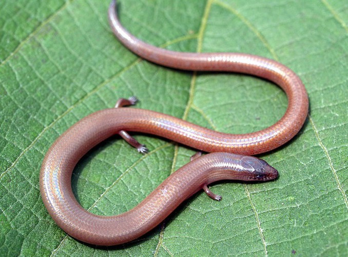 Thằn lằn bóng chân ngắn (Lygosoma quadrupes) là một loài thằn lằn vô hại với tứ chi rất yếu không đủ sức để nhấc nổi thân hình vừa dài vừa nặng của chính nó mà phải trườn trên mặt các thảm mục của rừng. Chúng có lớp áo giáp sừng bóng lộn, chắc chắn với hàng ngàn chiếc vảy nhỏ li ti.