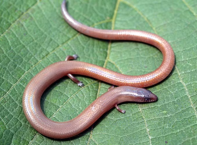 Thằn lằn bóng chân ngắn (Lygosoma quadrupes) là một loài thằn lằn vô hại với tứ chi rất yếu không đủ sức để nhấc nổi thân hình vừa dài vừa nặng của chính nó mà phải trườn trên mặt các thảm mục của rừng. Chúng có lớp áo giáp sừng bóng lộn, chắc chắn với hàng ngàn chiếc vảy nhỏ li ti.