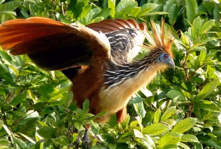 Được tìm thấy trong các khu rừng, đầm lầy và rừng ngập mặn của Amazon và vùng đồng bằng Orinoco, những chú gà rừng Nam Mỹ (Opisthocomus hoazin) có hình dạng khá bất thường. Con non có kích thước tương đương với một con chim trĩ, có móng vuốt trên cánh và sẽ tiêu biến dần khi trưởng thành.