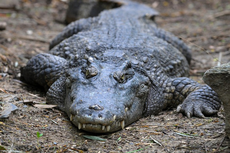 Cá sấu không có tuổi. Khi hầu hết động vật sắp gần đất xa trời đều bị lão hóa, mệt mỏi, không muốn ăn. Một số động vật như cá sấu và rùa có biểu hiện lão hóa không đáng kể, nói cách khác chúng không bị già, chúng "bất lão". Miễn là có đủ thức ăn, chúng vẫn tăng trưởng và phát triển. Tất nhiên, điều này không khiến chúng trở bất tử, chúng luôn có thể bị tai nạn, bệnh tật và chết như bất kỳ sinh vật nào khác. Tuy vậy tuổi thọ trung bình cũng rất đáng ngưỡng mộ, cá sấu là 112 tuổi và rùa 183 tuổi.