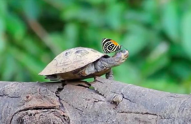 Khi mật hoa không thể cung cấp đủ lượng natri trong chế độ ăn uống của mình, những con bướm ở Amazon sẽ chuyển sang hướng khác, chúng sẽ nhẹ nhàng nhấm nhấp những giọt nước mắt từ chính đôi mắt của mình và canh khoảnh khắc các loài động vật lớn hơn ngủ nghỉ để uống nước mắt của chúng, mục tiêu ưa thích của bướm Amazon là rùa, cá sấu. Hành vi uống nước mắt này mà một trong những điều kỳ thú về động vật và cũng được nhìn thấy ở các loài ong và côn trùng khác.