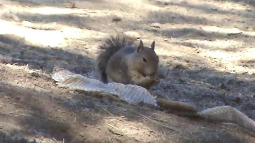 Sóc sử dụng nước hoa, nhưng lại là mùi nước hoa tử vong. Sóc là loài động vật nghịch ngợm, rất hay gây sự nhưng thi thoảng chúng cũng muốn trốn tránh những cuộc đụng độ. Để làm điều đó, khi bắt gặp một bộ da rắn đuôi chuông lột xác bỏ lại, chúng sẽ nhai nát da rắn và liếm lên khắp cơ thể mình. Bằng cách đó, sóc sẽ có mùi giống như những con rắn đáng sợ thay vì mùi sóc thơm ngon và những động vật ăn thịt khác sẽ phải dè chừng nó.