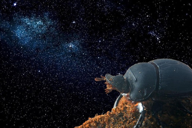 Bọ cánh cứng biết dùng sao để định hướng. Một nghiên cứu năm 2013 cho thấy rằng các con bọ cánh cứng nhỏ có thể sử dụng các ngôi sao để tự định hướng khi đi đu ngoạn vào đêm tối bằng cách nhìn vào chiếc bóng của quả cầu phân mà chúng lăn theo. Chúng cũng có thể sử dụng ánh nắng mặt trời và mặt trăng để định hướng. Trong khi hành vi này đã được phát hiện ở các loài động vật khác như chim và hải cẩu, bọ phân là những côn trùng đầu tiên được xác nhận có khả năng này.