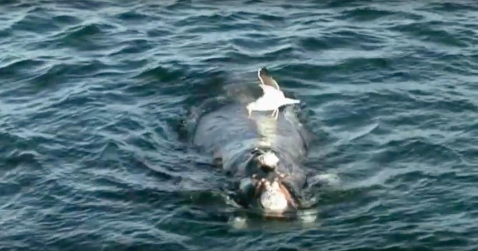 Mòng biển ăn thịt cá voi. Chế độ ăn uống của một con mòng biển thường bao gồm các loài cá nhỏ, rác thải, khoai tây chiên... nhưng một nhóm mòng biển ở ngoài khơi bờ biển Argentina đã tìm thấy một nguồn thực phẩm mới lạ, thịt cá voi phương nam. Khi những con cá voi khổng lồ trồi lên mặt nước để thở, mòng biển sẽ bổ nhào lên thân cá voi, cắt xé thịt cá voi và để lại những vết thương dài đến hơn 20cm. Chúng nhắm vào những con cá voi con và mẹ đi kèm. 99% cặp mẹ con cá voi bị tổn thương từ các cuộc tấn công của mòng biển.