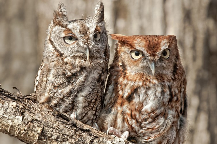 Cú nuôi thú cưng. Trong khi các loài chim khác thường giết mồi trước khi đem về cho những con chim non thì loài cú lại tha một loài rắn mù, trông như những con giun và thả vào tổ chim khi chúng còn sống. Nếu con rắn mù có thể sống sót vượt qua những chiếc mỏ của cú con, nó sẽ có một chỗ ở, nó sẽ sống bằng cách ăn ấu trùng bọ, giúp các con con cú nhỏ an toàn và tránh bệnh tật, vừa là thú cưng vừa là vú em.