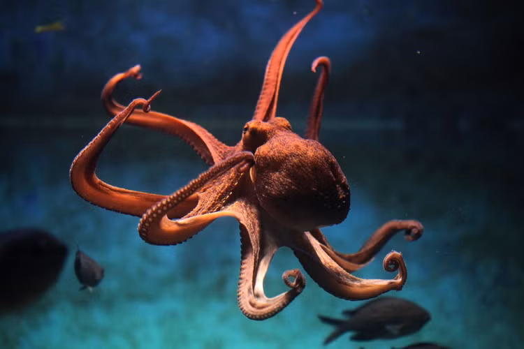 Bạch tuộc có não ở tay. Nhiều loài động vật có bộ não ở trung tâm đầu nhưng bạch tuộc lại có cả não bộ trung tâm và mỗi xúc tu (cánh tay) lại có riêng một não bộ. Điều này có nghĩa rằng nếu bạn cắt lìa một cánh tay bạch tuộc khỏi cơ thể nó, cánh tay này vẫn có thể phản ứng như được gắn liền vào cơ thể bạch tuộc.