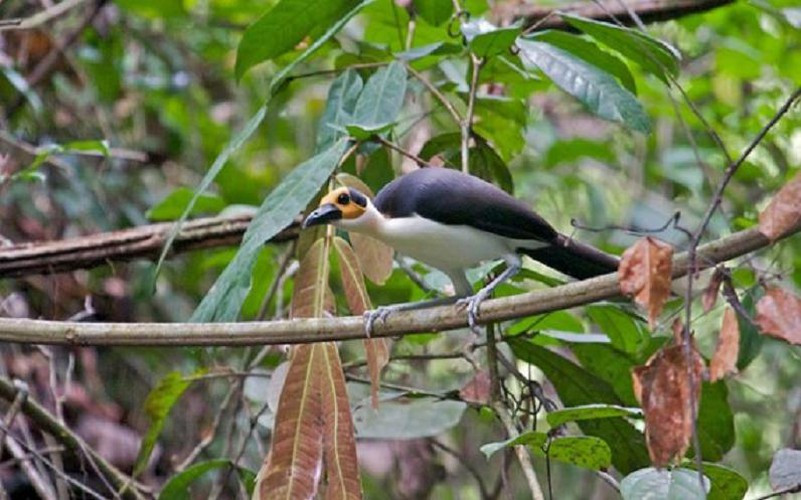 Chim hói đầu cổ trắng (Picathartes gymnocephalus) sở hữu cái đầu hói nổi bật màu da cam và đôi chân dài màu xanh. Với ngoại hình này, chúng thực sự là một trong những sinh vật có cánh kỳ lạ của Trái đất.