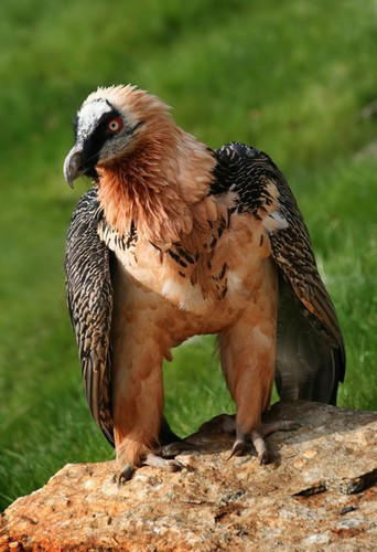 Trong khi họ hàng ăn thịt xác thối thì kền kền râu lại ăn xương. Chúng có thể mang theo một khúc xương nặng hơn nửa trọng lượng cơ thể và nhẩn nha dùng mỏ “khai thác” tủy – món ăn chính trong khẩu phần ăn của loài chim quái đản này.