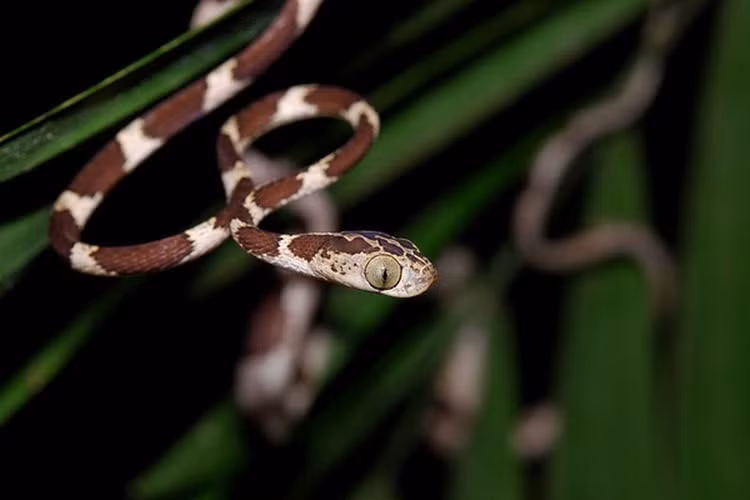 Loài này thường săn các loài động vật nhỏ như rắn, thằn lằn vào ban đêm, dùng phần thân quăng đầu giật lấy con mồi, nhanh chóng tiêm độc tê liệt và chén thịt.