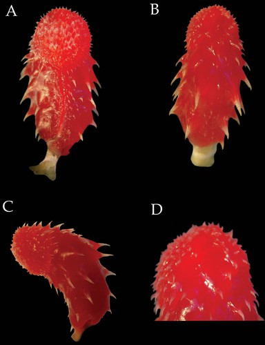 Vì ngoại hình khác thường với thân hình mảnh dẻ, phần cổ nhỏ, đôi mắt to và chiếc đầu góc tù, nó còn được gọi là rắn dây đầu tù. Ảnh: Dương vật của loài rắn.