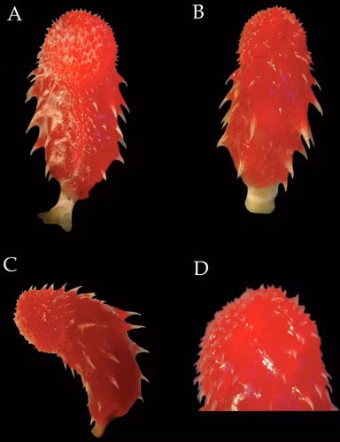 Vì ngoại hình khác thường với thân hình mảnh dẻ, phần cổ nhỏ, đôi mắt to và chiếc đầu góc tù, nó còn được gọi là rắn dây đầu tù. Ảnh: Dương vật của loài rắn.