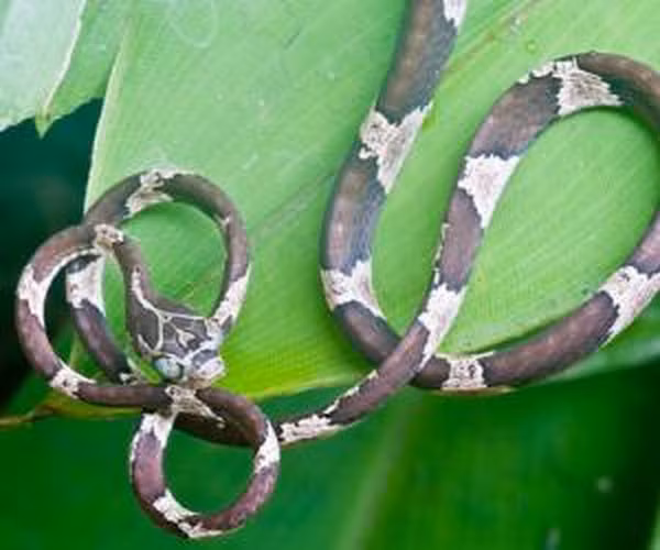 Loài này được các nhà khoa học chính thức công bố phát hiện năm 2012, được tìm thấy ở khu vực rừng Chocoan, phía Tây Bắc Ecuador và cả Colombia và Panama.