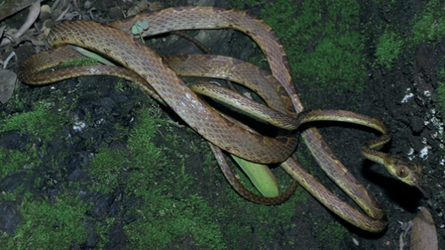 Tuy nhiên, loài này khá tinh tế, nhanh nhẹn và thường hoạt động về đêm. Nó sống trên cây, sử dụng phần trọng lượng của cơ thể thấp hơn để quăng đầu và các cơ quan phía trên dễ dàng từ nhánh cây này đến nhánh khác.