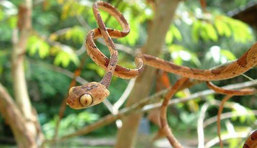 Trong phần đầu khủng, đôi mắt lồi của rắn Imantodes chocoensis chiếm mất 27% tổng chiều dài của đầu.