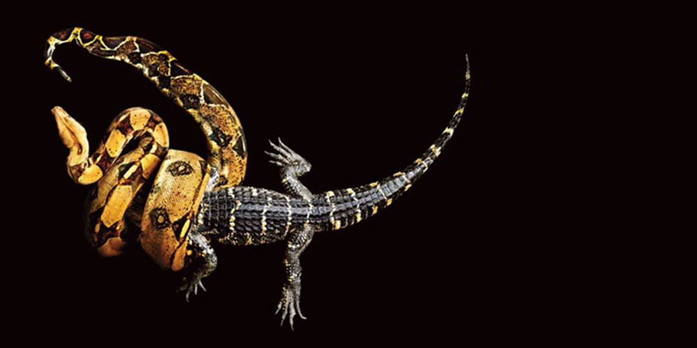 Trăn khoang với một con cá sấu.