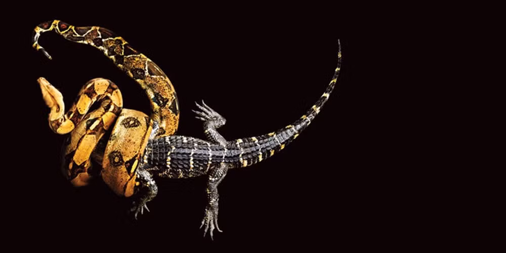 Trăn khoang với một con cá sấu.