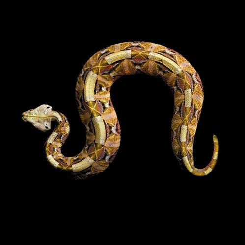 Rắn độc Gaboon Viper nổi tiếng khắp châu Phi nhờ nọc độc kinh khủng của nó.