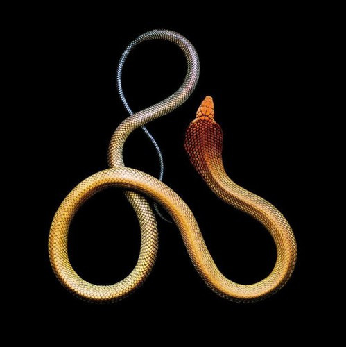 Rắn hổ mang vua là loài rắn mà nhiếp ảnh gia Laita yêu thích nhất.