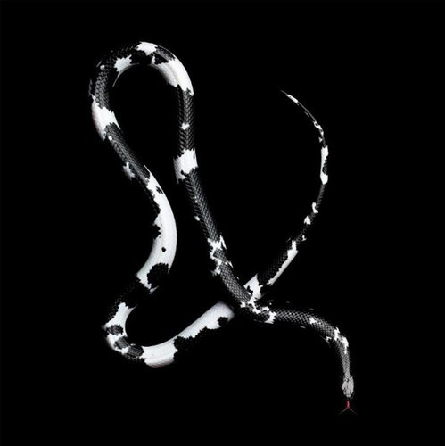 Rắn nước Mussurana duyên dáng, xinh đẹp nhưng vô cùng nguy hiểm. Chúng có nọc độc và khả năng miễn dịch với nọc độc của những con rắn khác nên chúng thường ăn thịt đồng loại.