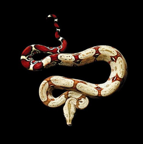 Trăn boa to lớn, lực lưỡng nhưng vẫn khá quyến rũ.