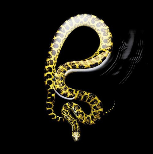 Để chụp được bức ảnh về những con rắn nước như con Anaconda, Laita phải chụp chúng trong một bể nước có đáy màu đen.