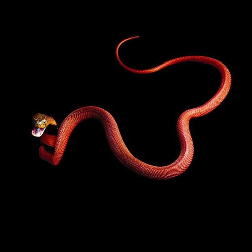 Với những loài rắn cực độc như rắn hổ mang đỏ, Laita phải được trang bị rất kỹ trước khi bước vào khu vực của chúng để chụp hình.