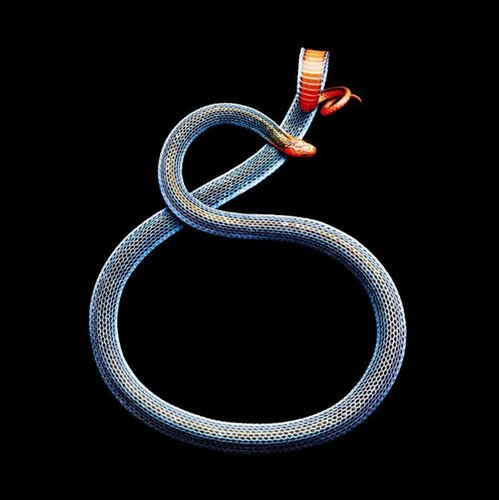 Còn đây mà một con rắn san hô xanh Malaysia với tuyến nọc độc chạy dọc theo cơ thể.