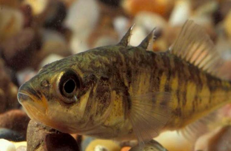 Cá gai. Đây là loài cá có 3 chiếc gai sau lưng, chúng khá hung dữ. Đây cũng là một trong những loài cá cổ nhất, với những đặc điểm khá lạ. Tuy khá giống với cá tuế, nhưng họ hàng của loài này lại là cá ngựa, với nhiều đặc điểm vật lý tương đồng đằng sau lớp giáp bảo vệ và 3 chiếc gai như những lưỡi dao kia. 