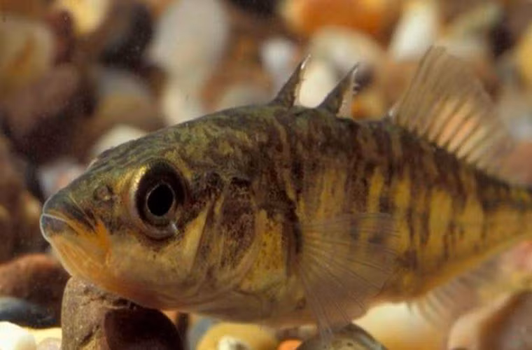 Cá gai. Đây là loài cá có 3 chiếc gai sau lưng, chúng khá hung dữ. Đây cũng là một trong những loài cá cổ nhất, với những đặc điểm khá lạ. Tuy khá giống với cá tuế, nhưng họ hàng của loài này lại là cá ngựa, với nhiều đặc điểm vật lý tương đồng đằng sau lớp giáp bảo vệ và 3 chiếc gai như những lưỡi dao kia. 