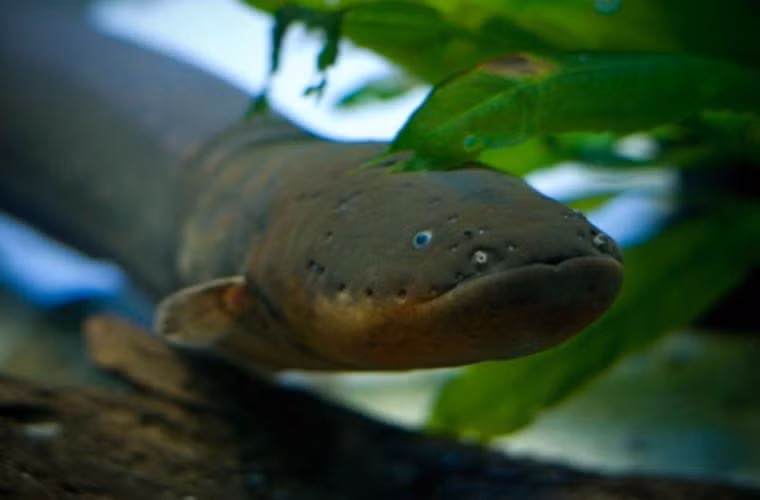 Lươn điện. Đây được coi là loài cá hung thần, sống chủ yếu ở vùng Amazon. Chúng có hình dáng khá giống rắn và cũng nguy hiểm không kém rắn. Họ hàng gần gũi của loài này là cá da trơn, và cụ thể hơn là…cá vàng.