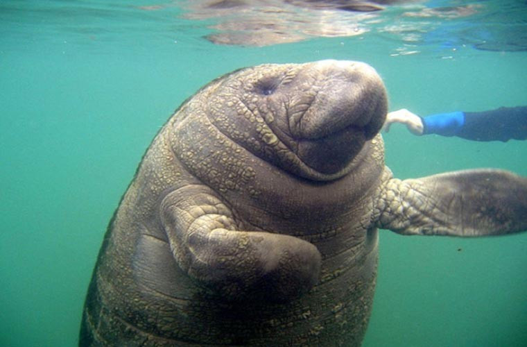 Lợn biển. Lợn biển là một loài động vật có vú, sống ở những vùng biển nước ấm. Thay vì có họ với những loài như hải cẩu, cá voi…, loài này lại có họ với voi. Ngoài ra, loài này còn có họ với loài chuột chù voi. Thật là một mối liên hệ lạ lùng.