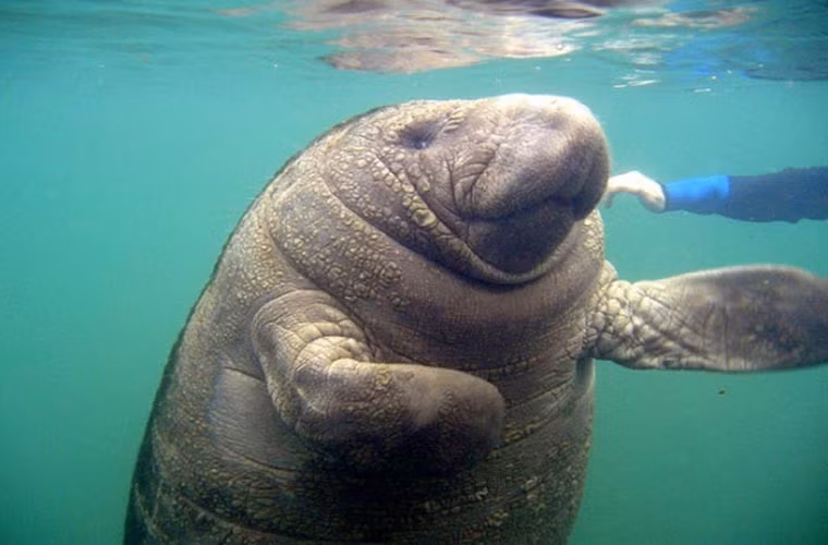 Lợn biển. Lợn biển là một loài động vật có vú, sống ở những vùng biển nước ấm. Thay vì có họ với những loài như hải cẩu, cá voi…, loài này lại có họ với voi. Ngoài ra, loài này còn có họ với loài chuột chù voi. Thật là một mối liên hệ lạ lùng.