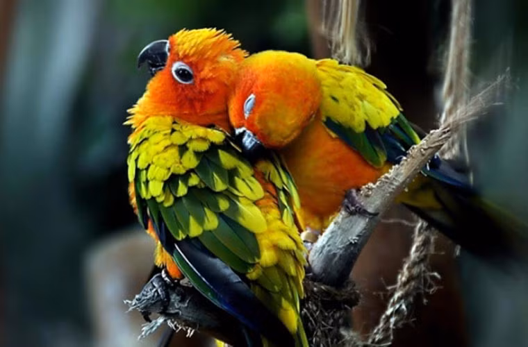 Vẹt. Dù có màu sắc sặc sỡ, có khả năng nói và khá thân thiện, nhưng họ hàng của loài vẹt lại là loài chim ưng-một trong những loài chim săn mồi “khét tiếng”.