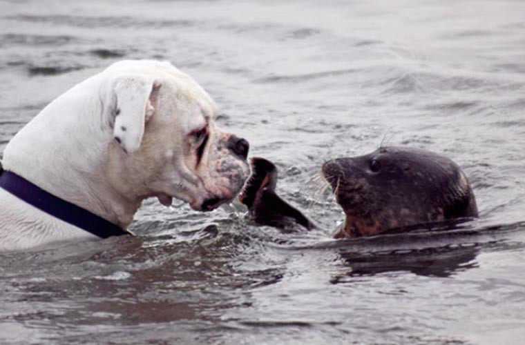 Hải cẩu. Bạn có thể tưởng tượng được rằng chó có họ với hải cẩu? Nhưng đấy là sự thật.