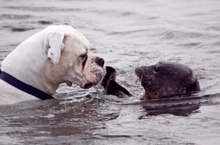 Hải cẩu. Bạn có thể tưởng tượng được rằng chó có họ với hải cẩu? Nhưng đấy là sự thật.
