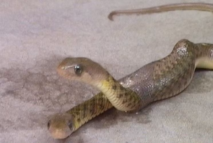 Rắn 2 đầu như trong truyền thuyết xuất hiện ngoài đời thực. Đầu tháng 4/2013, người dân ở Burdwan, Bengal, Ấn Độ, đã phát hiện ra một con rắn 2 đầu. Nó là loài rắn không độc. Theo người dân địa phương, con vật kỳ lạ đó có thể là rắn nước, được cho là sản phẩm của đột biến, có tỷ lệ rất hiếm.