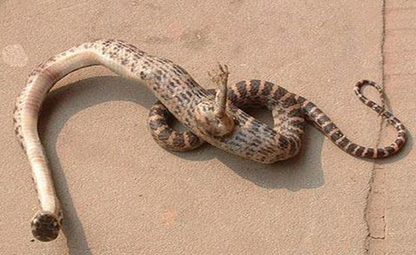 Con rắn kỳ lạ với một bàn chân có móng vuốt "mọc" ở giữa cơ thể được phát hiện tại tỉnh Tứ Xuyên, miền tây nam Trung Quốc. Con rắn dài khoảng 40cm. Đột biến gene được cho là một trong những nguyên nhân khiến con rắn mọc chân.