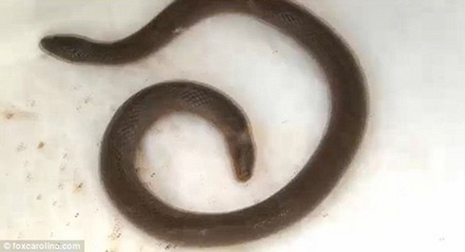 Rắn 2 đầu và không có đuôi. Một gia đình tại Mỹ phát hiện được một con rắn 2 đầu hết sức đặc biệt. Điểm khác lạ của con rắn này đó chính là 2 đầu nằm ở đầu và cuối của cơ thể, nghĩa là con rắn không có đuôi và đuôi của nó cũng chính là một chiếc đầu.