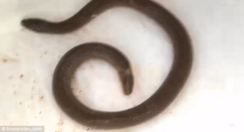 Rắn 2 đầu và không có đuôi. Một gia đình tại Mỹ phát hiện được một con rắn 2 đầu hết sức đặc biệt. Điểm khác lạ của con rắn này đó chính là 2 đầu nằm ở đầu và cuối của cơ thể, nghĩa là con rắn không có đuôi và đuôi của nó cũng chính là một chiếc đầu.