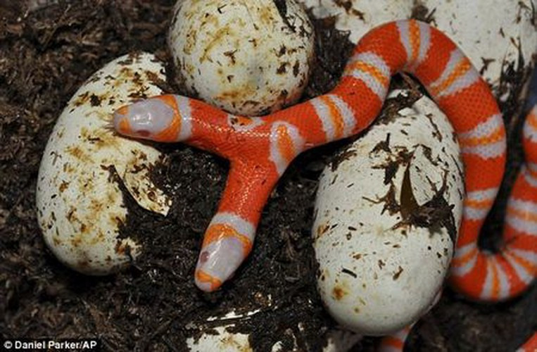 Rắn sữa 2 đầu quý hiếm. Tháng 11/2011, các nhà sinh vật học tại viện nghiên cứu Sunshine Serpents tại bang Florida, Mỹ tiến hành ấp 7 quả trứng của loài rắn sữa Honduras. Nhưng kết quả có 1 quả trứng là con rắn có 2 đầu dính liền vào cùng cơ thể. Được biết, tỷ lệ xuất hiện một con rắn 2 đầu dính liền trên 1 cơ thể chỉ là 1/10.000 quả trứng.