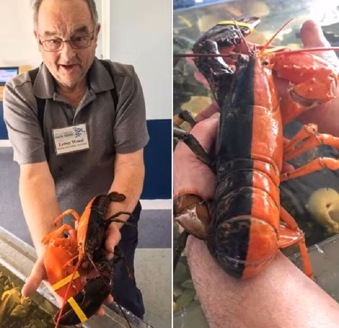 La doc: Ran chua cuon trong binh ruou, thit lon dat hon kim cuong...-Hinh-3