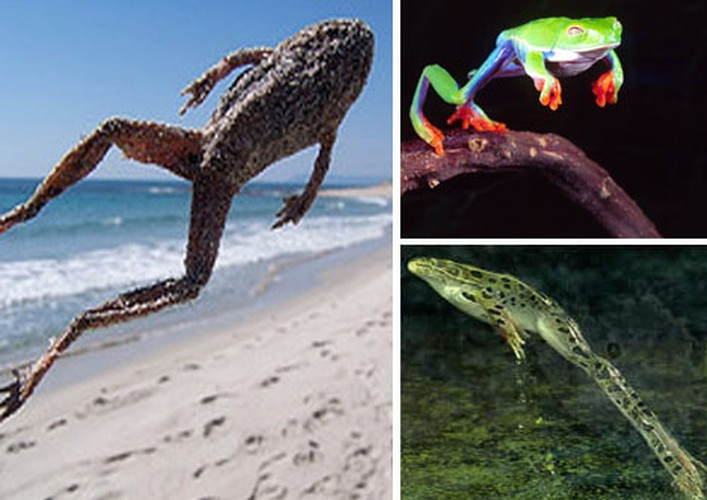 Nếu bộ chân kiếm nhảy khỏe nhất thì ếch chắc chắn là loài nhảy xa nhất, bằng chứng một con ếch nhỏ có thể nhảy chiều dài hơn 10 lần chiều dài cơ thể của nó.