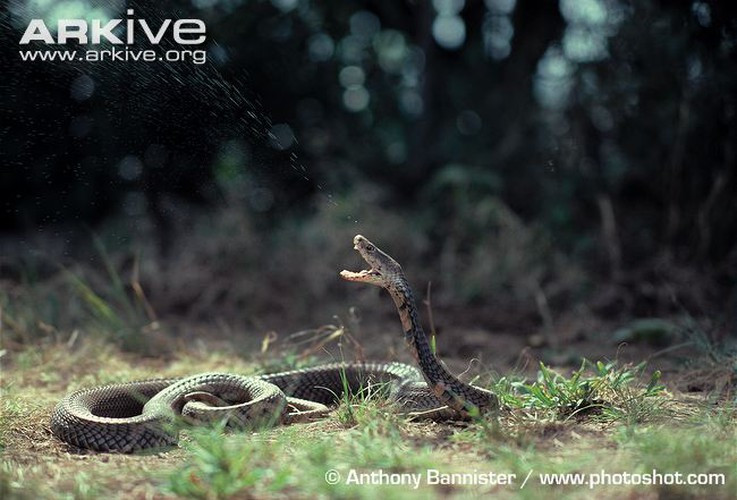 Thực tế, rắn hổ mang điều hướng cơ thể và mắt chuyển động theo các mối đe dọa tiềm năng. Ước tính mắt của các mối đe dọa trong khoảng 200 mili giây. Với ước tính này, rắn hổ mang có thể nhắm và bắn với độ chính xác cực cao.