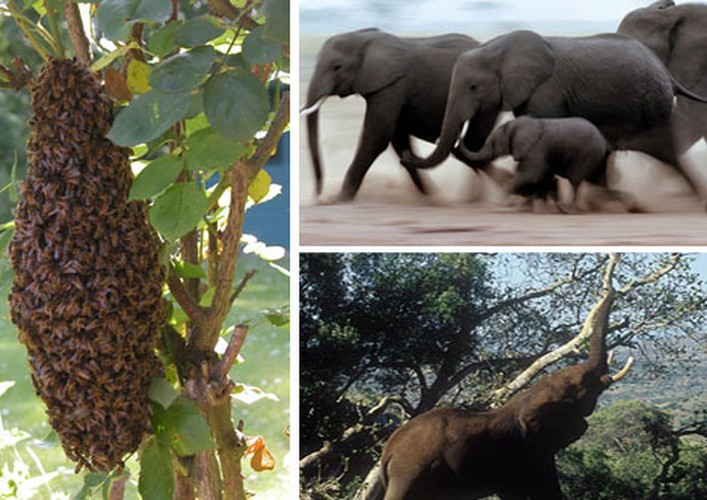 Thật khó tin khi một con voi lớn, to xác sẽ phải sợ những động vật nhỏ như ong vò vẽ. Theo nghiên cứu gần đây, qua phân tích những âm thanh khác biệt trong giao tiếp của voi, các nhà khoa học nhận thấy chúng sử dụng để cảnh báo về mối nguy hiểm với các con ong vò vẽ và báo đàn bỏ chạy.