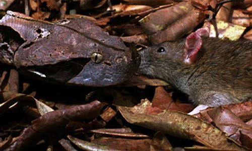 Rắn hổ lục Gaboon không chủ động tấn công người. Nó chỉ cắn khi con người vô tình giẫm phải hoặc tấn công chúng. Vết cắn của rắn hổ lục Gaboon có thể khiến sưng phồng, đau dữ dội, co giật, bất tỉnh, hoạt tử… trước khi dẫn đến tử vong, nếu không được cứu chữa kịp thời.