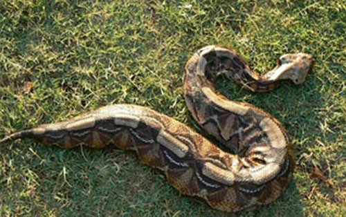 Rắn hổ lục Gaboon có nhiều tên gọi khác nhau như: Rắn hổ bướm xám, rắn phì rừng rậm, rắn thì thầm, rắn lớn đầm lầy, rắn hổ xám Gaboon.